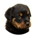 perrito