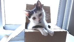 mueble para mascotas